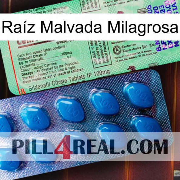 Raíz Malvada Milagrosa new02.jpg